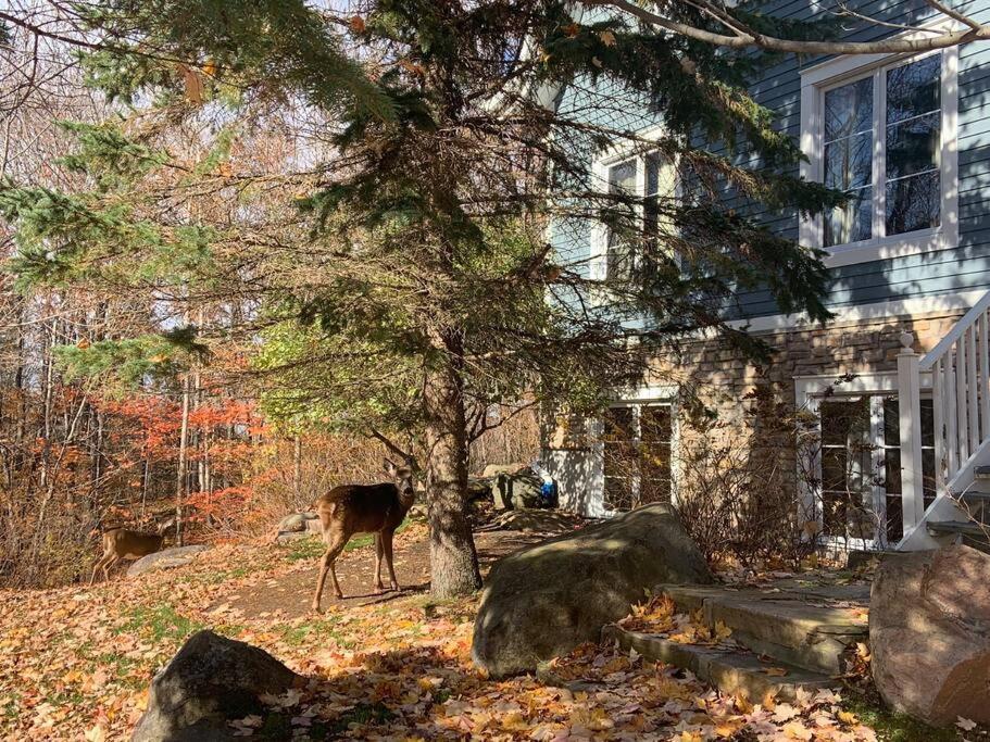 Chalet-Style Condo - 5 Minutes To Lifts And Village! Mont-Tremblant Exterior foto